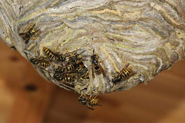 Natürliche Abwehr statt Nestzerstörung: Tipps gegen Wespen im Garten