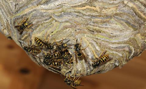 Wespen und ihre Nester: Warum eine professionelle Entfernung wichtig ist Wespen und ihre Nester: Warum eine professionelle Entfernung wichtig ist