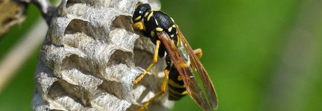Wespen als wichtige Bestäuber: Warum sie zu den Nützlingen gehören Wespen als wichtige Bestäuber: Warum sie zu den Nützlingen gehören