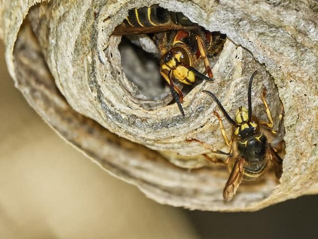 Schutz der Natur: Warum Wespennester unter Naturschutz stehen Schutz der Natur: Warum Wespennester unter Naturschutz stehen