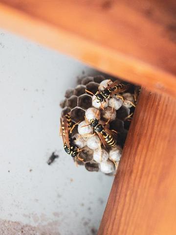 Warum du ein Wespennest nicht selbst entfernen solltest: Tipps und Informationen Warum du ein Wespennest nicht selbst entfernen solltest: Tipps und Informationen