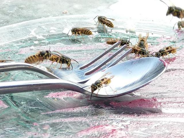 2. Sommerzeit ist Wespenzeit: Alles über das Wespenvolk in diesem Jahr 2. Sommerzeit ist Wespenzeit: Alles über das Wespenvolk in diesem Jahr