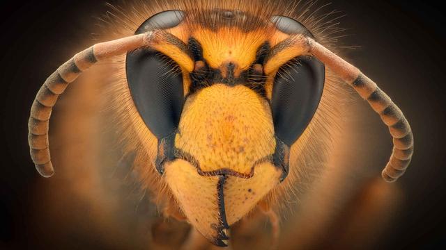 3. Von Königinnen und Männchen: Das Maximum der Wespenzeit im August 2022 3. Von Königinnen und Männchen: Das Maximum der Wespenzeit im August 2022