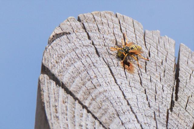 4. Wespen am Gartentisch: Tipps für ein unbeschadetes Miteinander 4. Wespen am Gartentisch: Tipps für ein unbeschadetes Miteinander