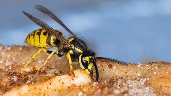 6. Insektensommer 2022: Erkunden Sie die bunte Welt der Wespen 6. Insektensommer 2022: Erkunden Sie die bunte Welt der Wespen