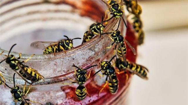 1. Wespenzeit 2022: Von Frühjahr bis August - Was Sie wissen müssen 1. Wespenzeit 2022: Von Frühjahr bis August - Was Sie wissen müssen