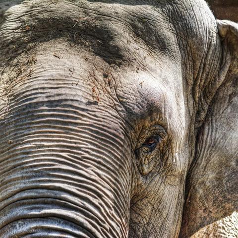 3. Die Intelligenz der Elefanten: Warum sind sie so klug? 3. Die Intelligenz der Elefanten: Warum sind sie so klug?