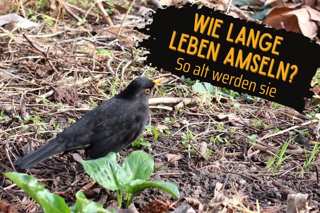 Altersspanne bei Amseln: Wie alt werden sie normalerweise?