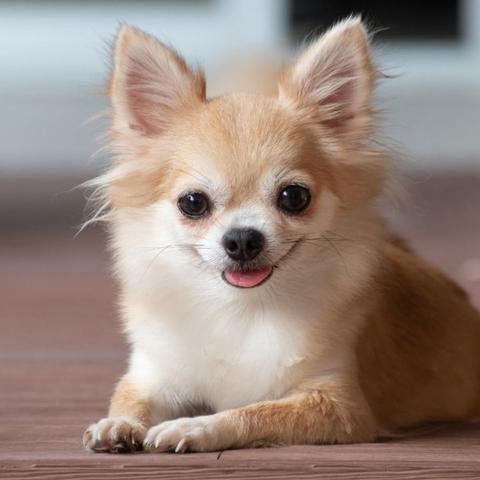 Tipps für ein langes Leben: So erhöhst du die Lebensdauer deines Chihuahuas Tipps für ein langes Leben: So erhöhst du die Lebensdauer deines Chihuahuas