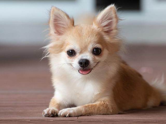 Sterilisation und Gesundheitskontrollen: Maßnahmen zur Verlängerung der Lebenszeit deines Chihuahuas Sterilisation und Gesundheitskontrollen: Maßnahmen zur Verlängerung der Lebenszeit deines Chihuahuas