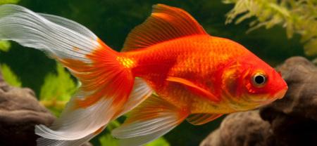 Die Lebenserwartung von Goldfischen: Wie lange kann man sie als Haustiere halten? Die Lebenserwartung von Goldfischen: Wie lange kann man sie als Haustiere halten?