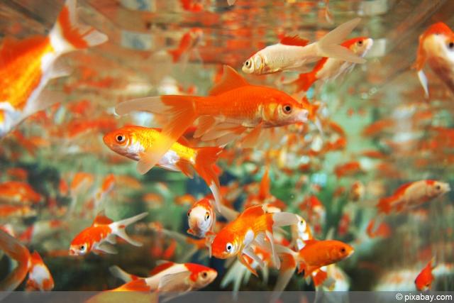 Goldfische und ihre Lebensdauer: Was Sie wissen sollten. Goldfische und ihre Lebensdauer: Was Sie wissen sollten.