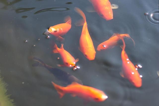Wie alt werden Goldfische? Alles über die Lebenserwartung Sieu Thi Do