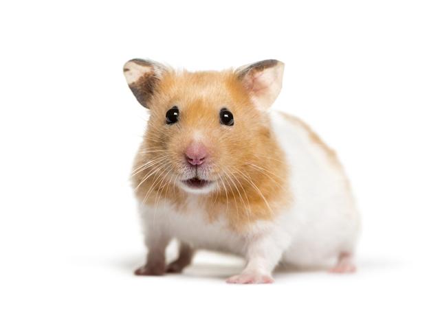 3. Warum haben Hamster eine niedrige Lebenserwartung?