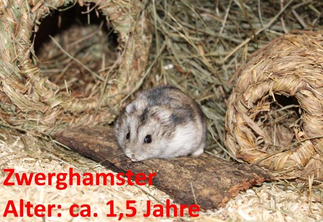 6. Das kurze Leben der Hamster: Tipps für eine schöne Zeit mit deinem Haustier