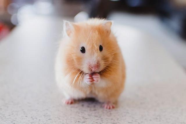 2. Wie lange leben Hamster? Alterserwartungen und typische Alterserscheinungen