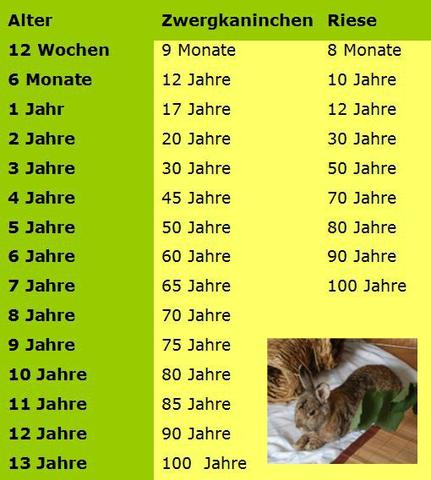 Wie lange können Hasen leben?