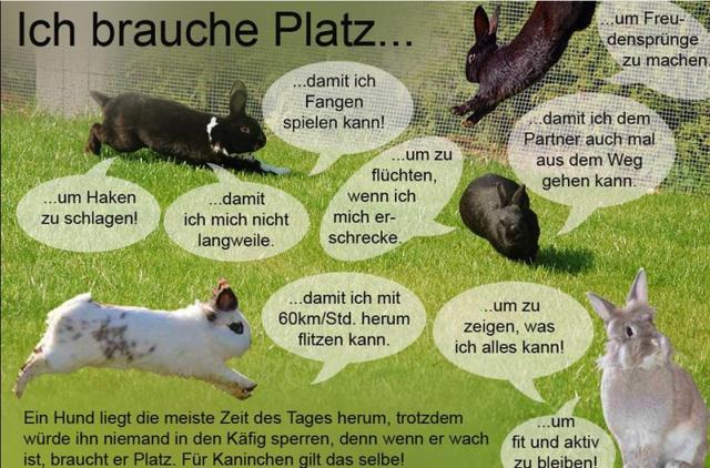 Gesunde Ernährung und artgerechte Haltung: Schlüssel für ein langes Kaninchenleben