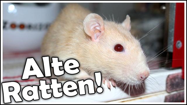 Alterungsprozess bei Ratten: Wie schnell altern sie? Alterungsprozess bei Ratten: Wie schnell altern sie?