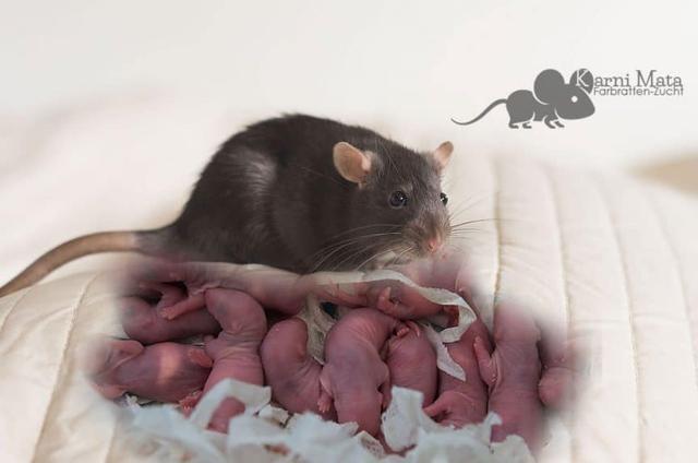 Altersspanne bei Ratten: Wie lange leben sie? Altersspanne bei Ratten: Wie lange leben sie?