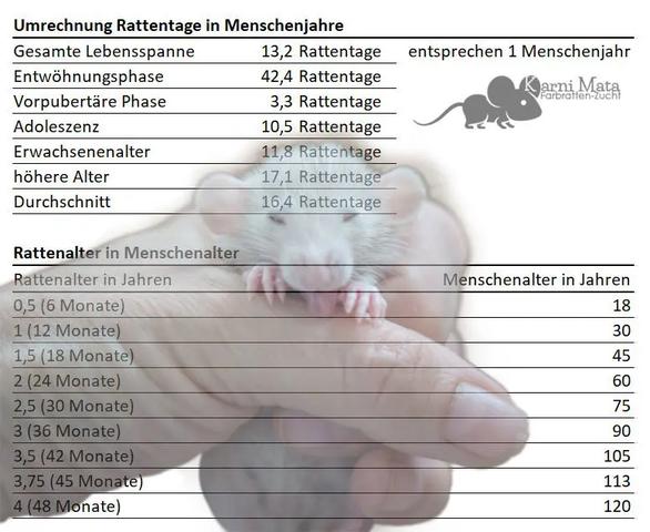 Die durchschnittliche Lebensdauer von Ratten Die durchschnittliche Lebensdauer von Ratten
