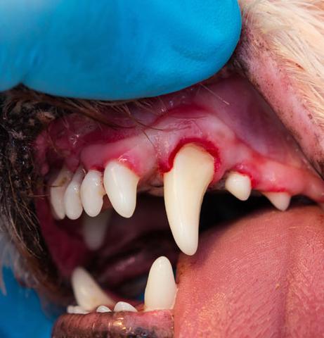 Praktische Anleitung zur Behandlung von Zahnfleischentzündungen beim Hund Praktische Anleitung zur Behandlung von Zahnfleischentzündungen beim Hund