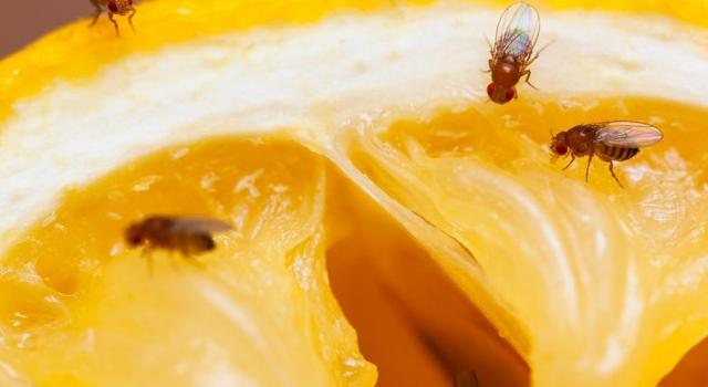 Fruchtfliegenplage verhindern: Tipps zur Vermeidung ihrer Entstehung