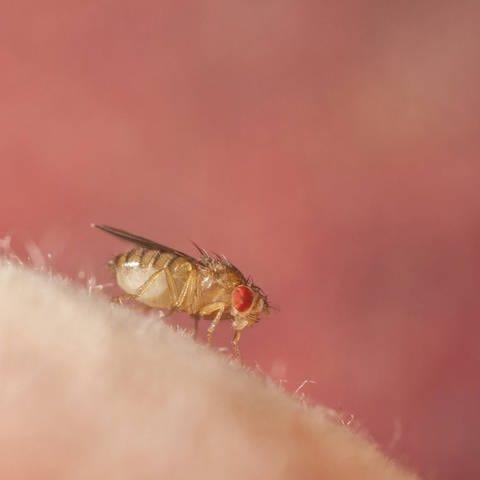 Wie entstehen Fruchtfliegen? Die Ursachen und Entstehung erklärt