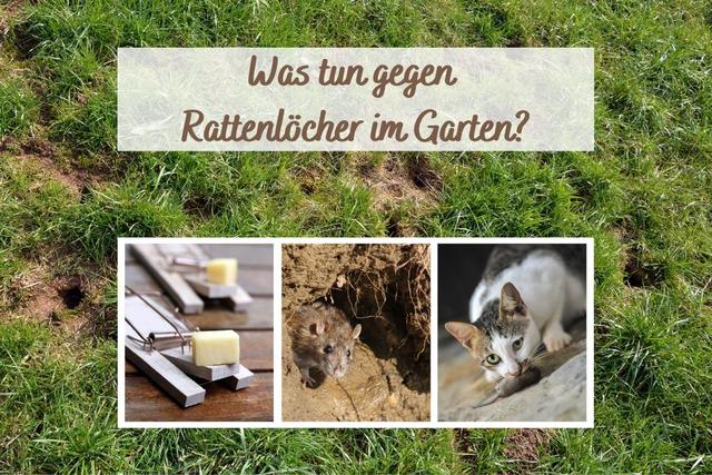 Merkmale von Löchern, die auf Ratten hinweisen Merkmale von Löchern, die auf Ratten hinweisen
