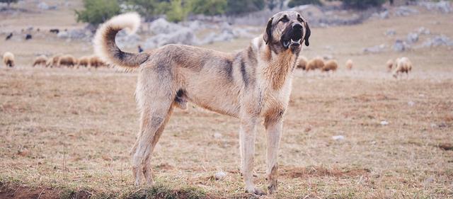 Kangal: Stärkster Hund der Welt, aber wie gefährlich ist er? Kangal: Stärkster Hund der Welt, aber wie gefährlich ist er?