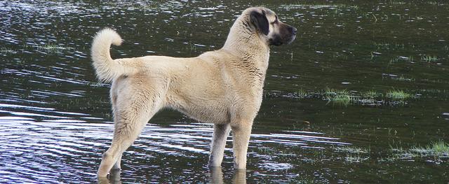 Die Dominanz des Kangals: Potenzielle Gefahr oder missverstanden? Die Dominanz des Kangals: Potenzielle Gefahr oder missverstanden?