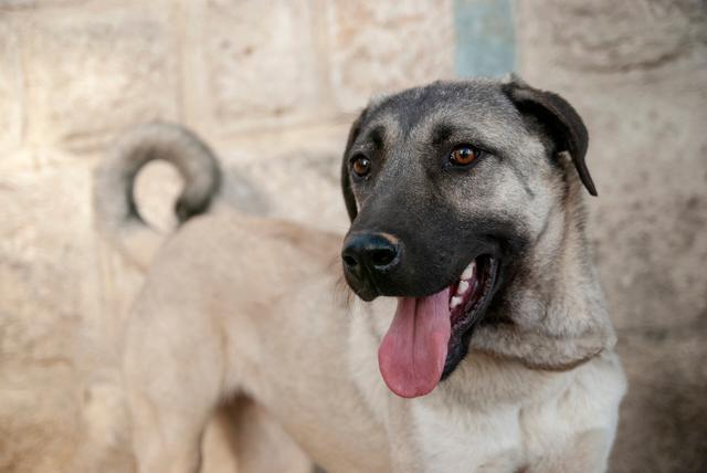 Kangal - Ein Herdenschutzhund mit Charakter und potenzieller Gefahr? Kangal - Ein Herdenschutzhund mit Charakter und potenzieller Gefahr?