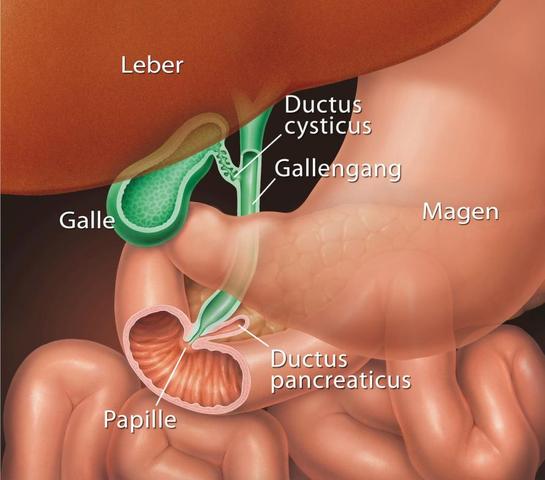Palliative Versorgung beim Gallengangskarzinom: Begleitung bis zum Lebensende Palliative Versorgung beim Gallengangskarzinom: Begleitung bis zum Lebensende