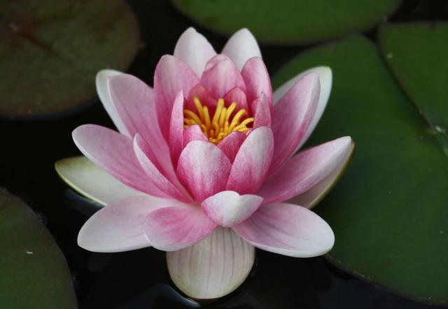 Wie lange halten die Blüten der Seerosen an? Wie lange halten die Blüten der Seerosen an?