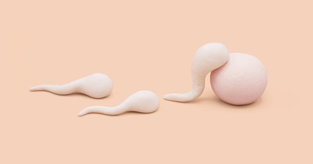 Die entscheidende Reise: Wie lange dauert es, bis die Spermien ihr Ziel erreichen? Die entscheidende Reise: Wie lange dauert es, bis die Spermien ihr Ziel erreichen?