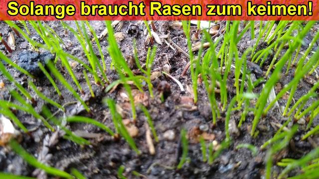 Die Keimzeit von Rasen: Wie lange müssen Sie sich gedulden?