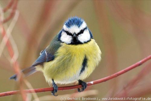 Wie lange dauert die Brutzeit bei Meisen? Wie lange dauert die Brutzeit bei Meisen?