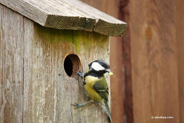 Brütende Meisen: Wie lange bleiben sie im Nest? Brütende Meisen: Wie lange bleiben sie im Nest?