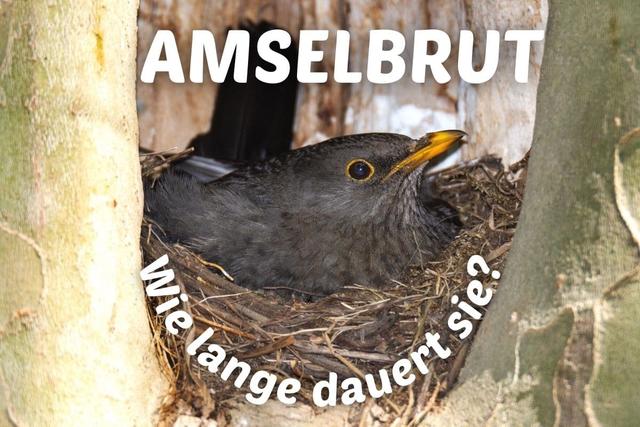 Die Brutzeit der Amsel im Detail erklärt