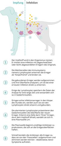 Überziehung von Impfungen beim Hund: Wie lange ist noch vertretbar? Überziehung von Impfungen beim Hund: Wie lange ist noch vertretbar?