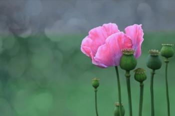 Morphium und das Ende des Lebens: Eine Betrachtung der Zeit