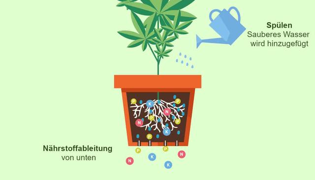 Die Reifezeit von Hanf: Wie viel Zeit benötigt eine Cannabispflanze, um vollständig auszureifen?
