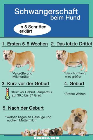 Hunde-Trächtigkeit: Wie lange ist eine Hündin schwanger? Hunde-Trächtigkeit: Wie lange ist eine Hündin schwanger?