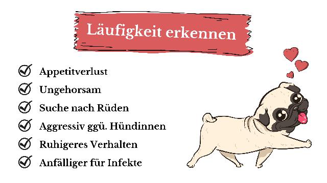 Die Läufigkeit bei Hündinnen: Wie lange dauert sie?