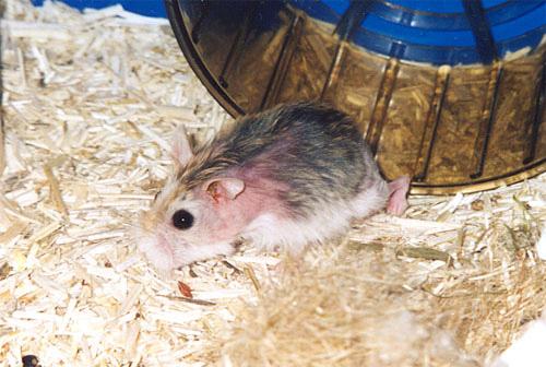 4. Alterserscheinungen bei Hamstern: Was passiert, wenn sie älter werden? 4. Alterserscheinungen bei Hamstern: Was passiert, wenn sie älter werden?