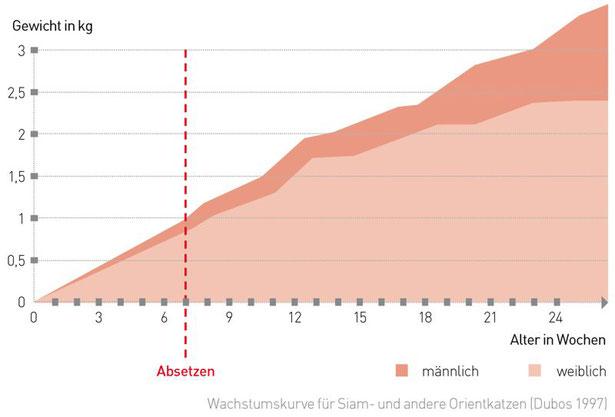 Das Wachstum von Katzen: Eine zeitliche Übersicht