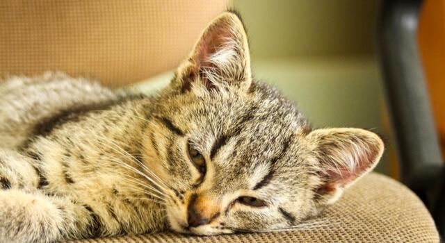 Die Dauer des Wachstums bei Katzen: Wie lange wachsen sie?