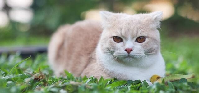 Die Entwicklung einer Katze: Wie lange dauert das Wachstum?