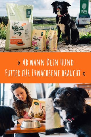 Umstellung auf erwachsenes Hundefutter: Wie lange dauert es? Umstellung auf erwachsenes Hundefutter: Wie lange dauert es?