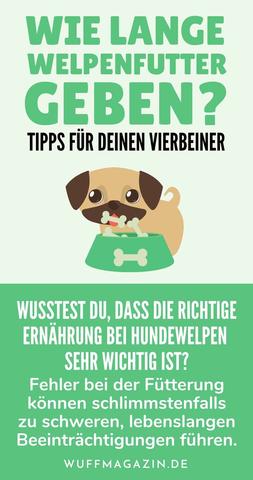Wie lange sollte man Welpenfutter füttern? Wie lange sollte man Welpenfutter füttern?